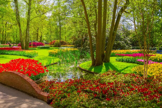 Foto vista de las plantas con flores en el parque