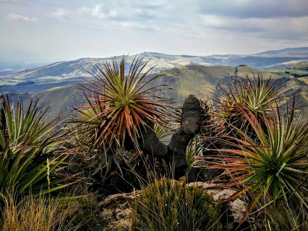 Foto vista de las plantas en el paisaje contra el cielo