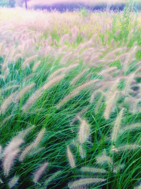 Vista de las plantas que crecen en el campo