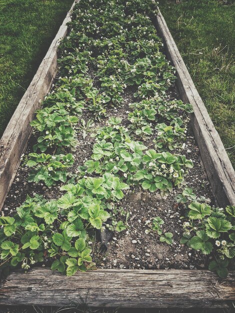 Foto vista de las plantas que crecen en un canal