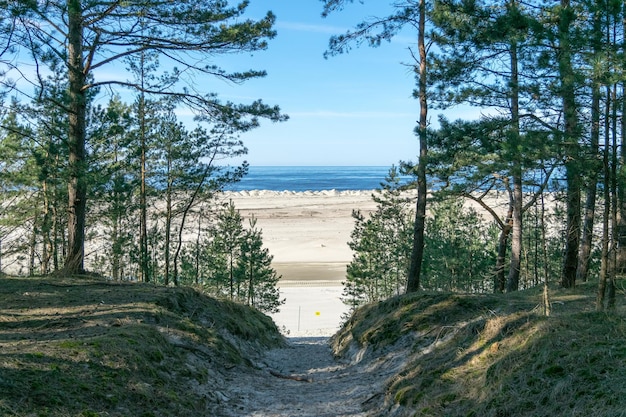 Vista de la playa de arena del Mar Báltico con un bosque de pinos al lado