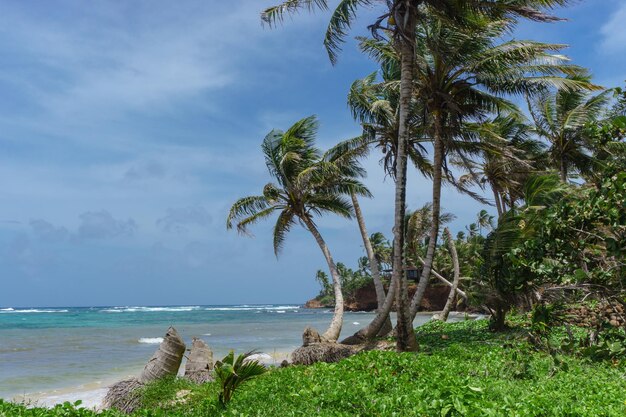 Vista de la playa de Little Corn Island, Nicaragua