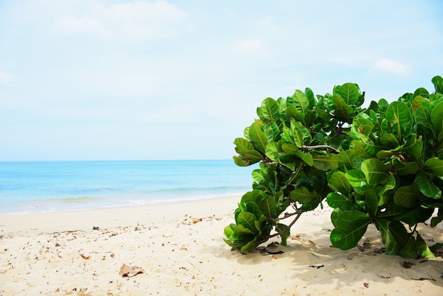 Foto vista a la playa con pinos y ver la isla con olas en un día soleado