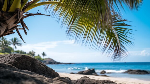 Una vista de una playa con rocas y una palmera