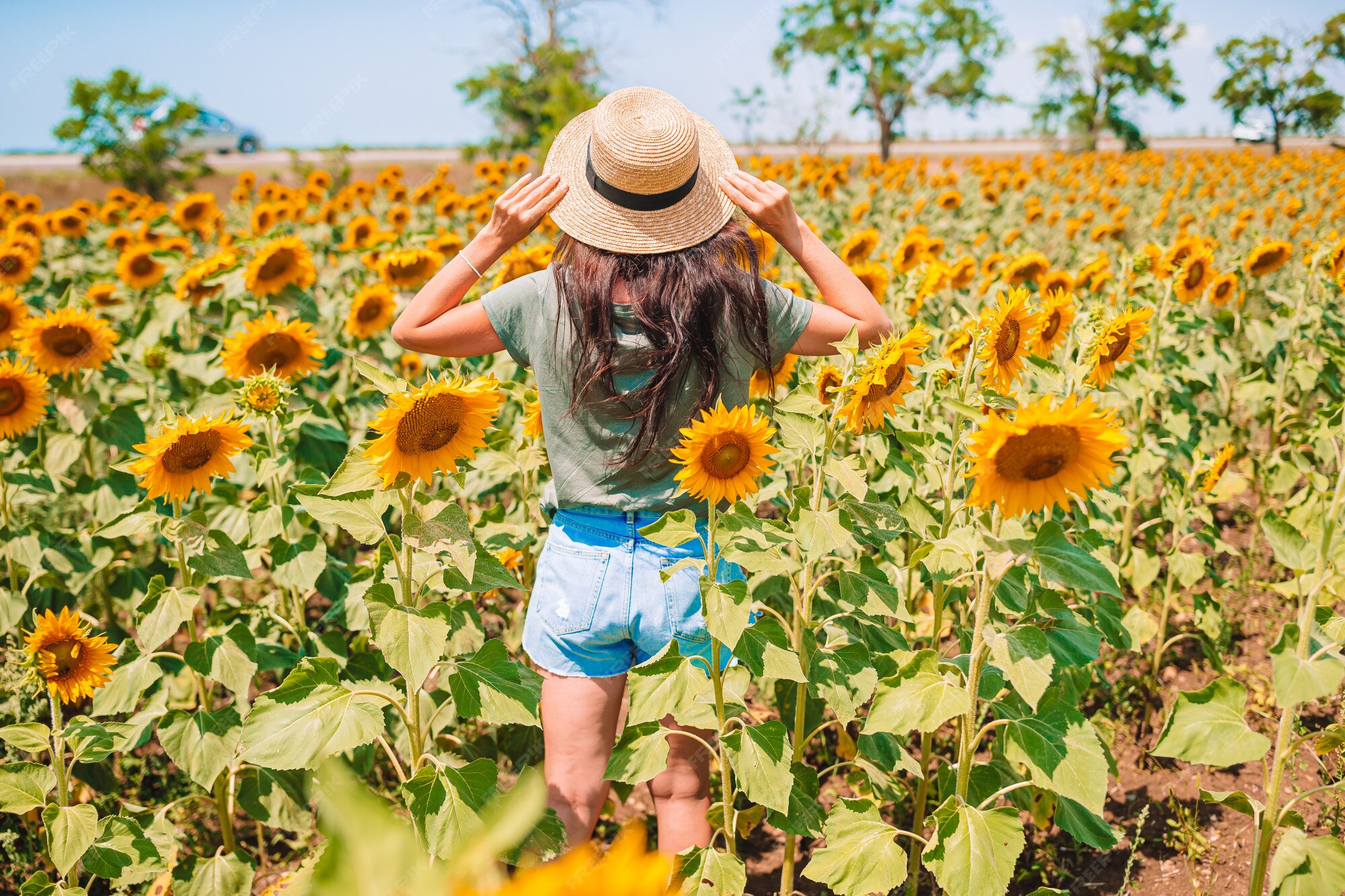 Vista Posterior De La Mujer Con Un Sombrero De Paja En Un Campo De Girasoles Hora De Verano Foto Premium Vista Posterior De La Mujer Con Un Sombrero De Paja En Un Campo De Girasoles Hora De Verano Foto Premium
