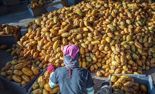 Vista posterior del trabajador que trabaja clasifica vainas de cacao amarillas maduras frescas