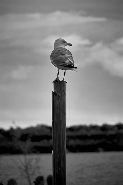 Foto vista de postes de madera en el mar