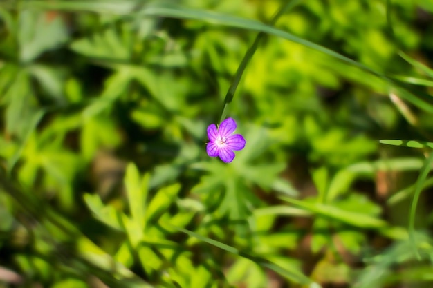 Vista previa de la hermosa flor del prado púrpura sobre un fondo verde