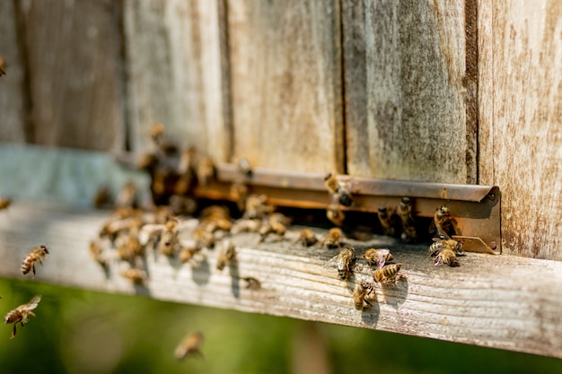 Vista de primer plano de las abejas que traen polen de flores a la colmena en sus patas. La miel es un producto apícola. La miel de abeja se recoge en hermosos panales amarillos.