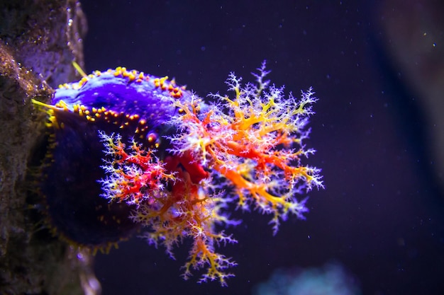 Vista de primer plano de coral blando colorido en el océano