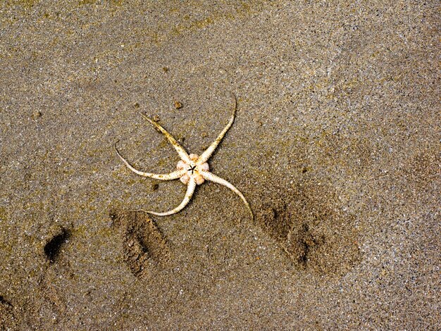 Foto vista en primer plano de las estrellas de mar muertas en la arena