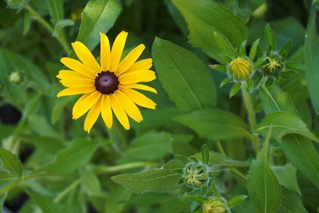 Vista de primer plano de la flor de rudbeckia amarilla desde arriba