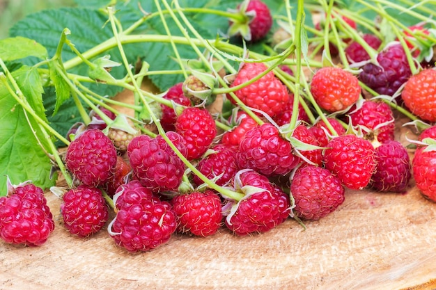 Vista de primer plano de fruta de frambuesa roja fresca y dulce