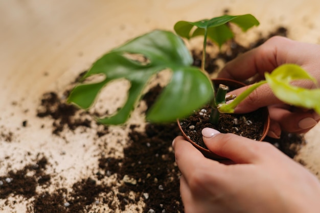 Vista de primer plano de una joven jardinera irreconocible en delantal trabajando con plantas de maceta trasplantadas a la mesa en casa