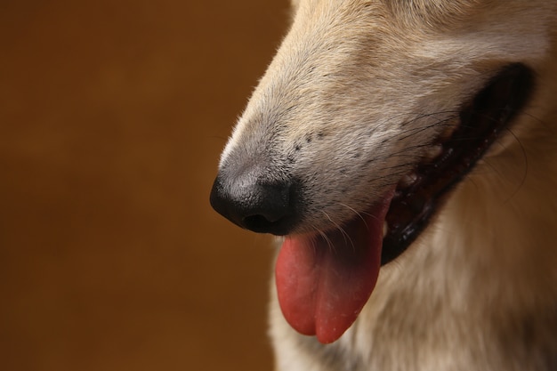 Foto vista de primer plano en la nariz del perro sobre fondo marrón