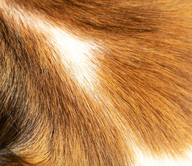 Vista de primer plano de pieles de animales Textura de fondo de pelo de perros de color rojo y blanco