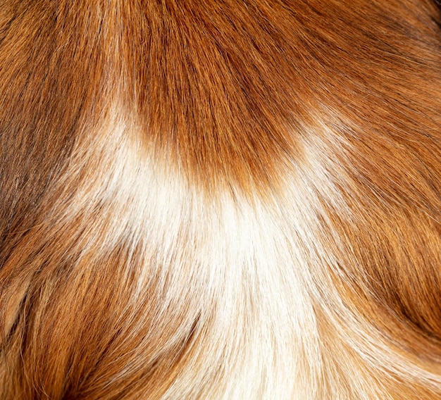 Vista de primer plano de pieles de animales Textura de fondo de pelo de perros de color rojo y blanco