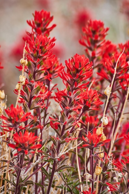 Vista próxima de flores vermelhas coloridas na planta no deserto