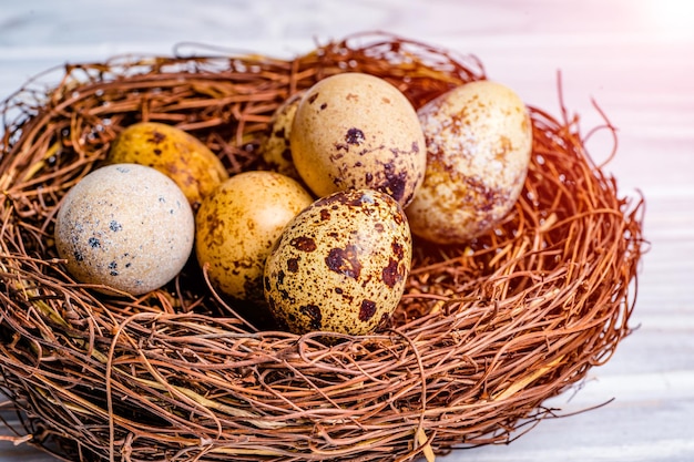 Vista próxima de ovos de codorna no ninho Ovos de codorna manchados de fragilidade com colesterol e proteína Ovos naturais no ninho
