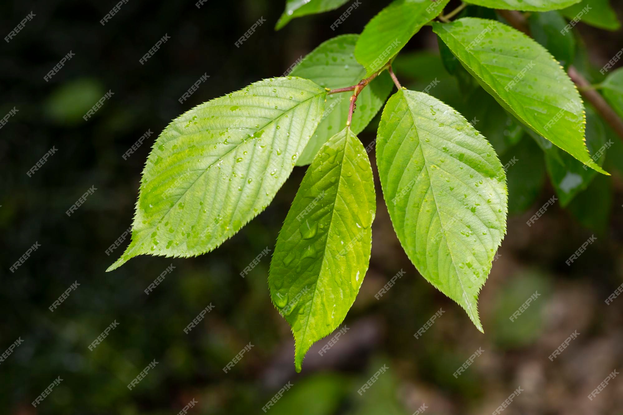 Vista de prunus serrulata hojas de cerezo japonés después de la lluvia en  primavera fondo natural | Foto Premium