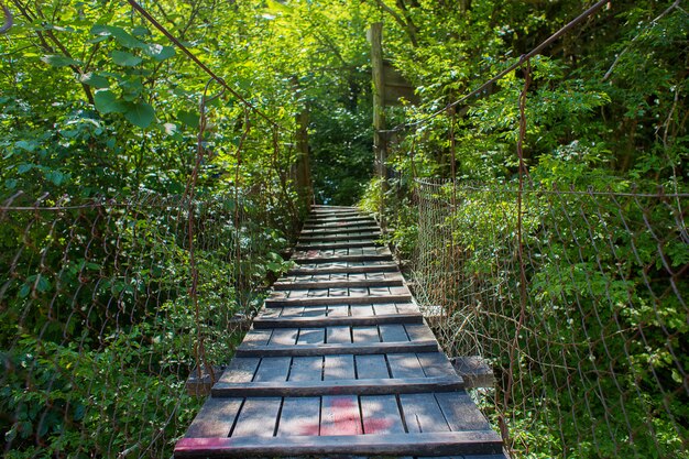 Vista del puente de madera suspendido entre árboles verdes