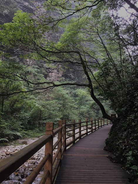 Foto vista del puente peatonal por los árboles en el bosque