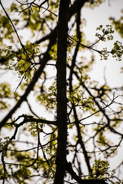 Foto vista de la rama del árbol en ángulo bajo