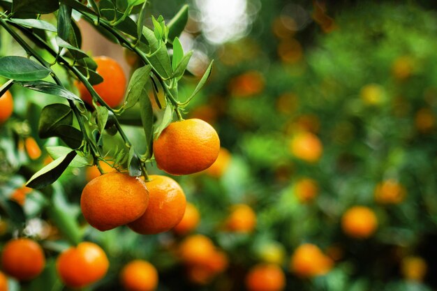 Vista en una rama con mandarinas naranjas brillantes en un árbol en un jardín Hue Vietnam