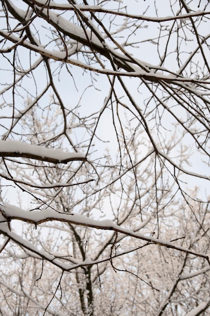 Vista de las ramas de un árbol sobre el que reposa la nieve caída. Ramas de los árboles en la nieve.