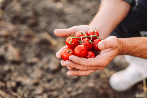 Vista recortada del agricultor que sostiene la rama de tomates cherry rojos en las manos ahuecadas