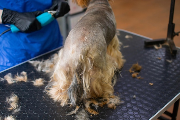 Vista recortada del aseo del perro Yorkshire terrier con una máquina cortadora de pelo eléctrica Perro de corte de peluquero desconocido con una máquina de corte de pelo para animales en el salón de aseo