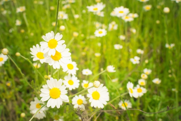 Vista recortada del campo de camomilles de margaritas brillantes en flor en el enfoque selectivo de primavera