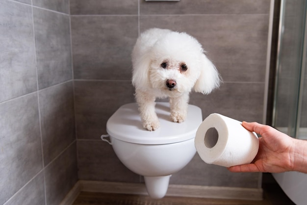 Vista recortada del hombre que sostiene papel higiénico cerca del perro bichón habanero en el baño en el baño