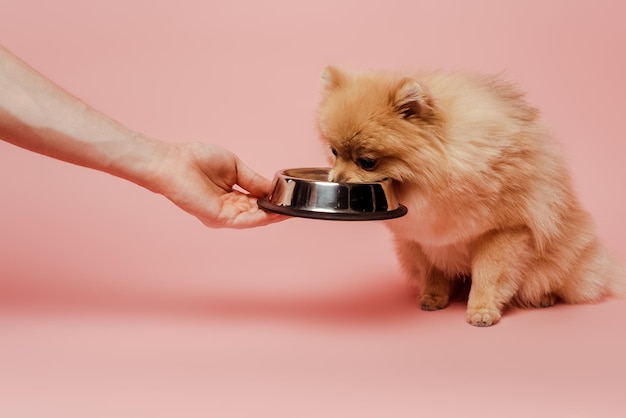 Vista recortada de mujer alimentando perro pomeranian spitz con tazón en rosa