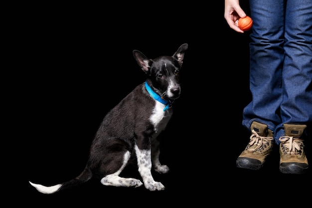 Vista recortada de mujer de pie con bola naranja cerca de perro mestizo en collar azul aislado en negro