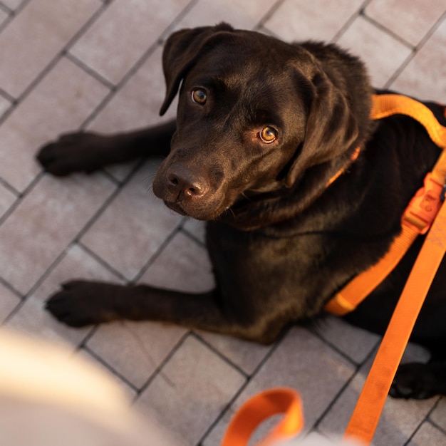 Vista recortada del perro labrador marrón tirado en el suelo y mirando a la cámara en la ciudad mientras camina por la calle. Foto de stock