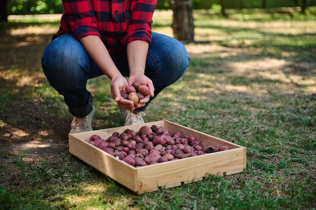Foto vista recortada del trabajador agrícola ecológico clasificando papas recién excavadas en una caja de madera para la venta en los mercados locales de agricultores