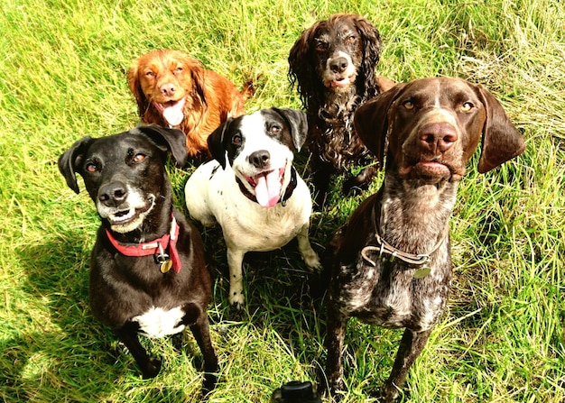 Foto vista de retrato de ángulo alto de perros en el campo