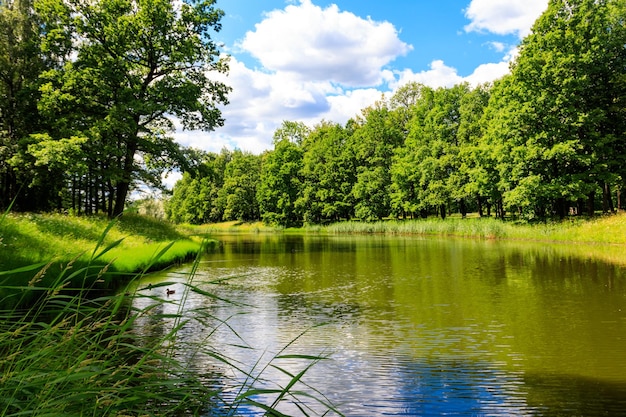 Vista de un río en un bosque verde Paisaje de verano