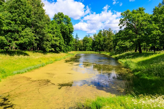 Vista de un río en un bosque verde Paisaje de verano