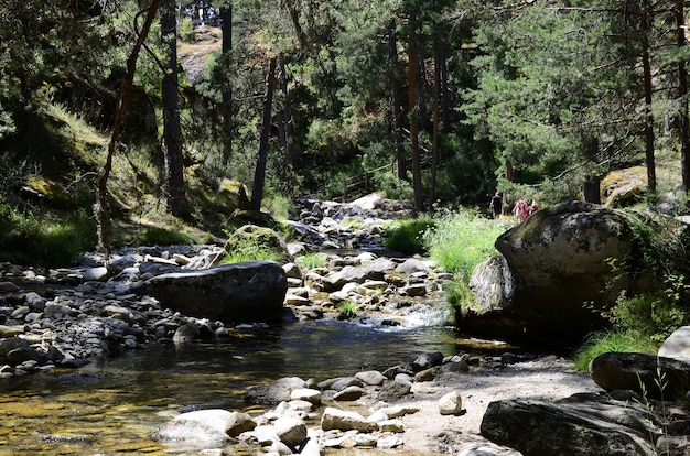 vista de un río en el bosque