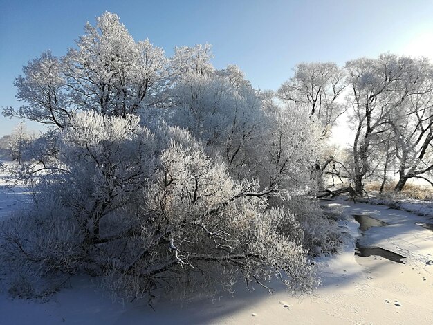 Vista del río desde el puente en invierno. Árboles cubiertos de nieve. Día soleado con cielo azul.