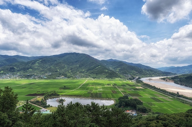 Foto la vista del río seomjingang y los arrozales con un par de pinos en hadong, corea del sur
