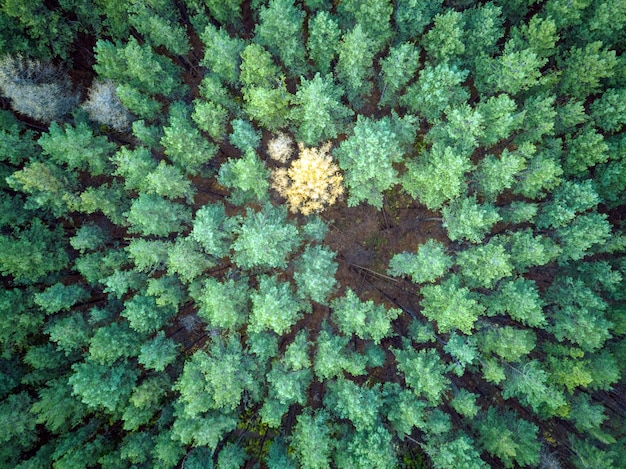 Vista rural aérea con bosque verde