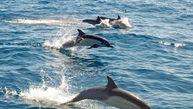 Foto vista de un salto en el mar