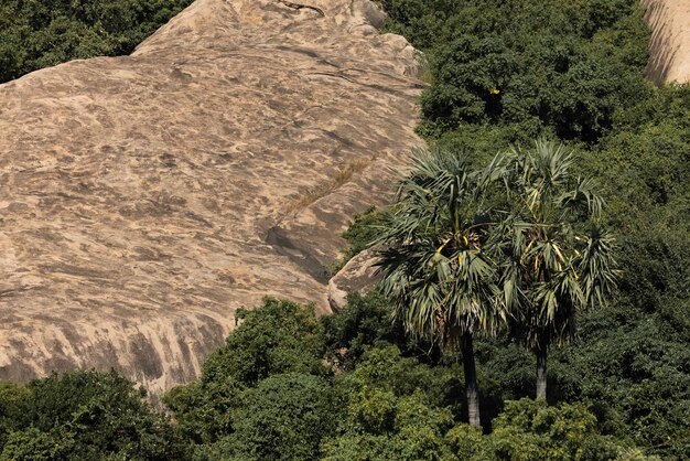 Foto una vista de la selva desde lo alto de la colina.