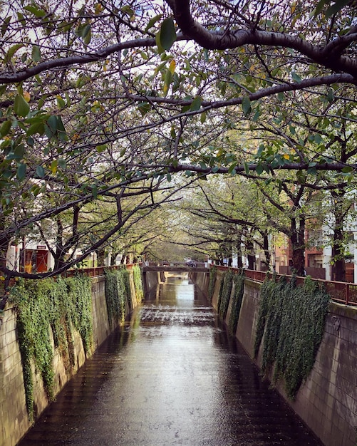 Foto vista de un sendero entre árboles en el parque