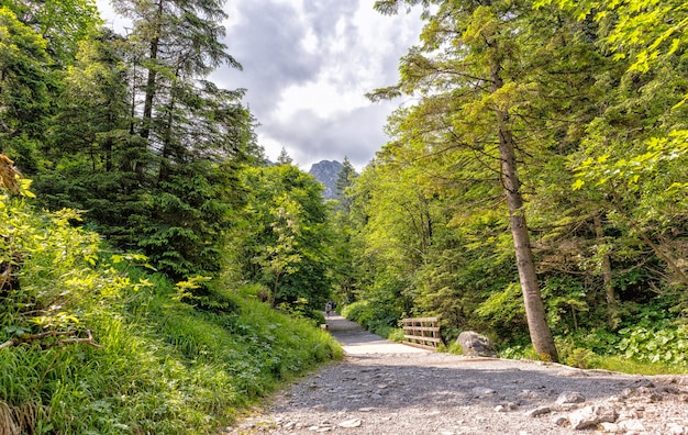 Vista del sendero de las montañas Tatra polacas en el bosque con un camino de grava