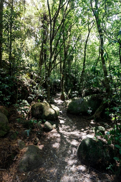 Foto vista del sendero de senderismo a la cascada en el área de hamilton, isla del norte, nueva zelanda