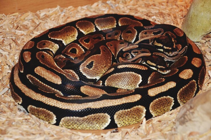 Foto vista de la serpiente desde un ángulo alto